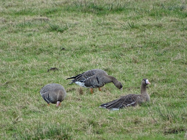 驻足观赏 驻足观赏